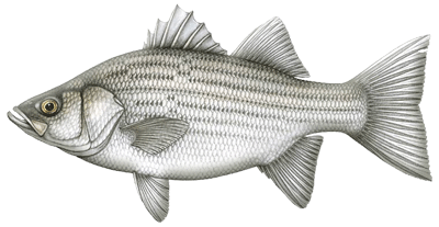 Hybrid Striped Bass