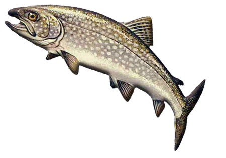 Lake Trout