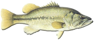 Largemouth Bass