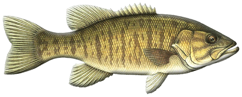 Smallmouth