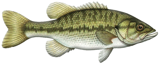 Spotted Bass