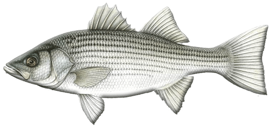 Striped Bass