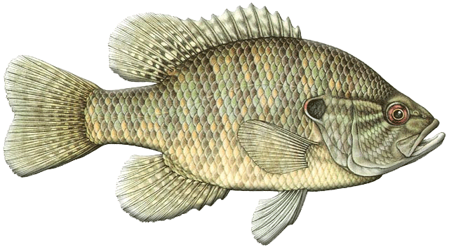 Warmouth Sunfish