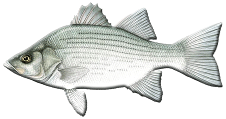 White Bass
