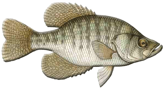 White Crappie