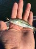 Filename=IMG_0563.JPG
Filesize=45KB
Dimensions=450x600
Date added=Sep 16, 2018 IMG_0563.JPG