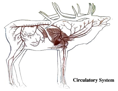 Moose+Anatomy+Diagram If you want a heavier caliber, then make sure you have a heavier rifle ...