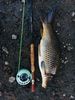 Filename=carp_6.jpg
Filesize=63KB
Dimensions=450x600
Date added=Aug 09, 2019 carp_6.jpg