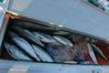 Filename=mattsboat10.jpg
Filesize=46KB
Dimensions=599x398
Date added=May 17, 2019 mattsboat10.jpg