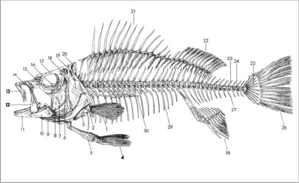Chicago Fishing Reports | Chicago Fishing Forums • View topic - Salmon