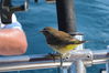Filename=IMG_0145a.JPG
Filesize=45KB
Dimensions=599x399
Date added=Sep 15, 2018 IMG_0145a.JPG