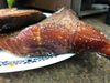 Filename=smoked3.jpg
Filesize=59KB
Dimensions=600x450
Date added=Aug 12, 2019 smoked3.jpg