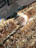 Filename=smoked5.jpg
Filesize=78KB
Dimensions=450x600
Date added=Aug 12, 2019 smoked5.jpg