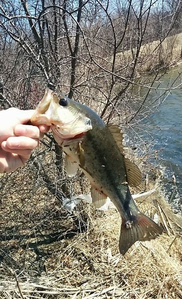First Bass of the Year | ChicagoLand Fishing Forums