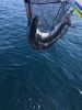 Filename=Double_Coho_5_24_18.jpg
Filesize=38KB
Dimensions=240x320
Date added=May 25, 2018 Double_Coho_5_24_18.jpg