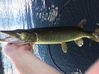 Filename=32_Musky_inches.JPG
Filesize=61KB
Dimensions=599x449
Date added=Sep 08, 2019 32_Musky_inches.JPG