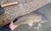 Filename=carp.jpg
Filesize=99KB
Dimensions=599x373
Date added=May 20, 2018 carp.jpg