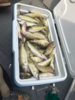 Filename=fish1.png
Filesize=652KB
Dimensions=450x600
Date added=Sep 23, 2018 fish1.png