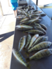 Filename=fish2.png
Filesize=624KB
Dimensions=450x600
Date added=Sep 23, 2018 fish2.png