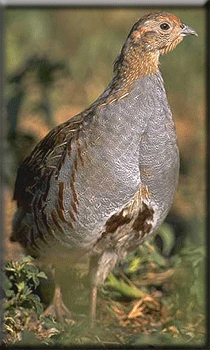 Partridge