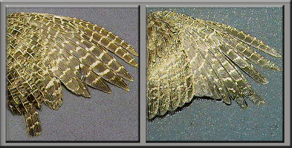Partridge wings