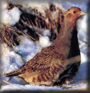 Partridge