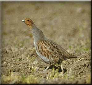 Partridge
