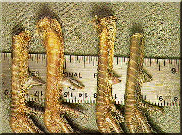 Pheasant spurs
