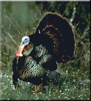 Male Turkey